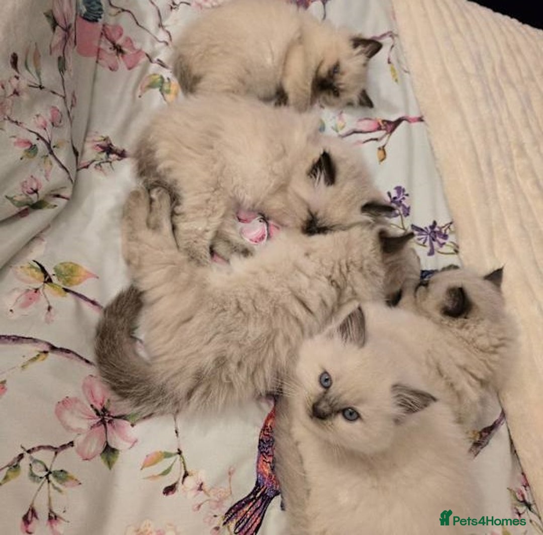Ragdoll cats for sale: active pure Ragdoll kittens for sale - Image 2
