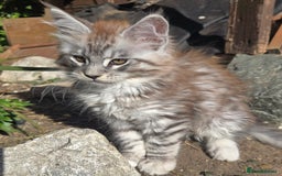 Maine Coon cats for sale: Maine coon kittins  for sale - Image 5