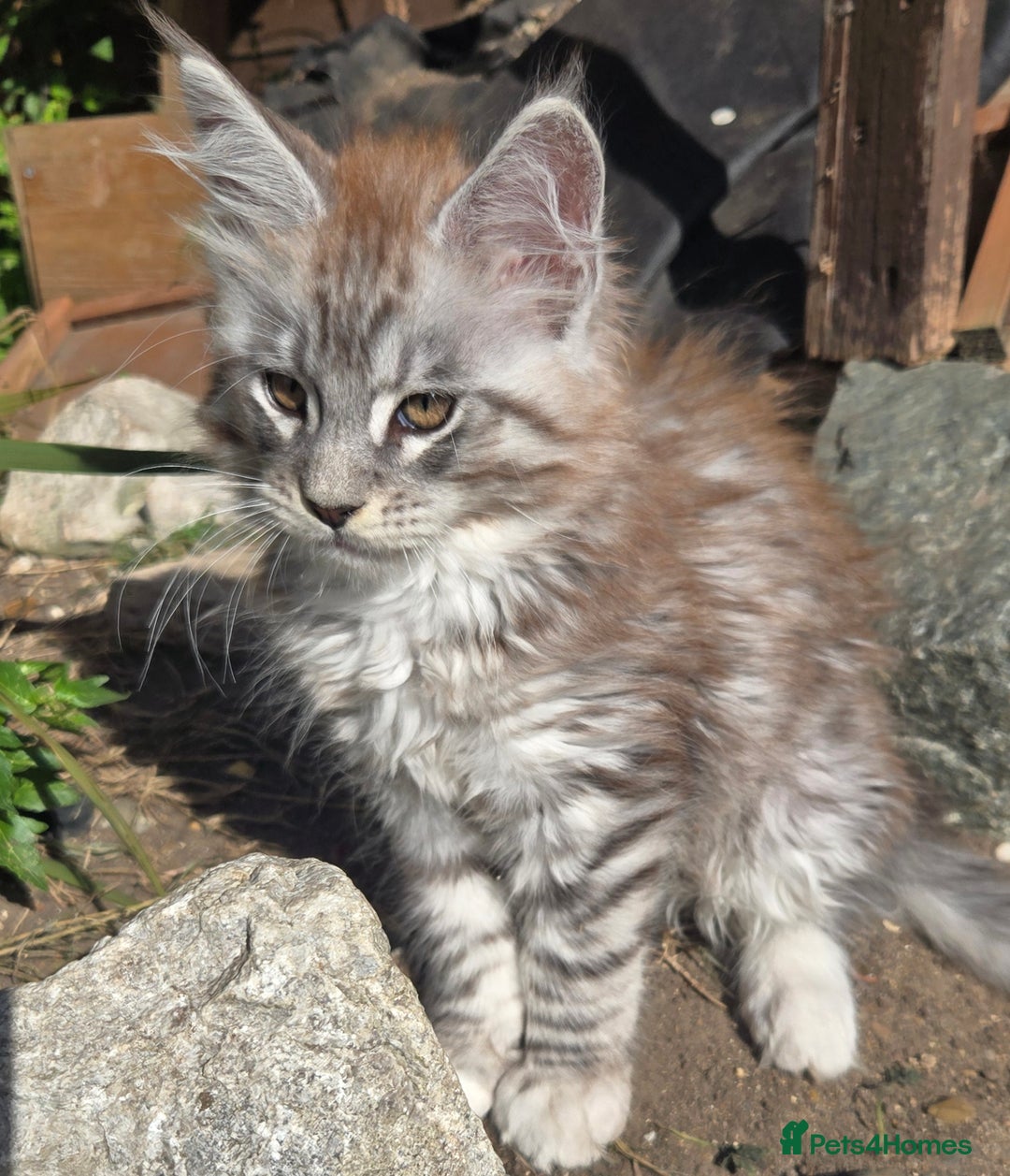 Maine Coon cats for sale: Maine coon kittins  for sale - Image 5