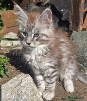 Maine Coon cats Maine coon kittins for sale - Advert 5