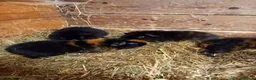 Guinea Pig rodents for sale: Teddy boys  - Advert 9