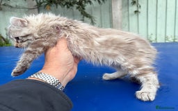 Savannah cats for sale: Super rare longhaired girl  - Advert 5
