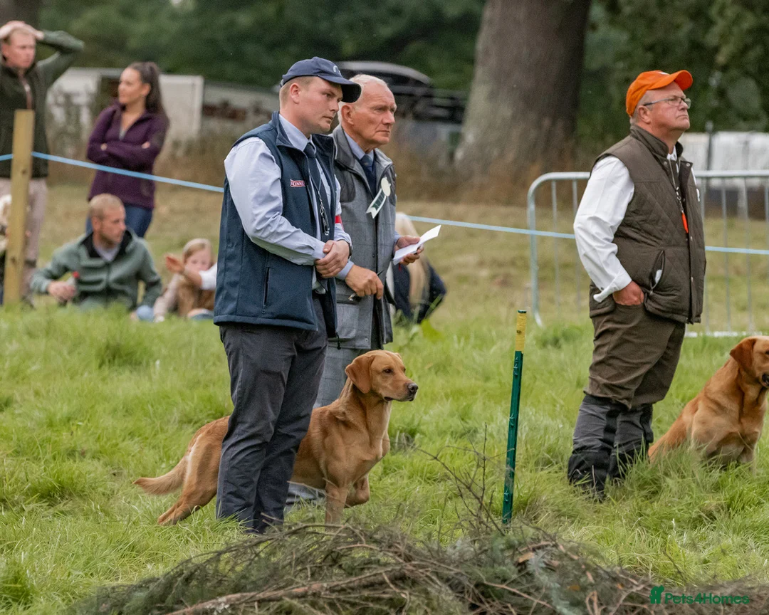 Labrador Retriever dogs for stud: Field Trial Champion Dark Yellow Labrador in Kinross - Advert 4