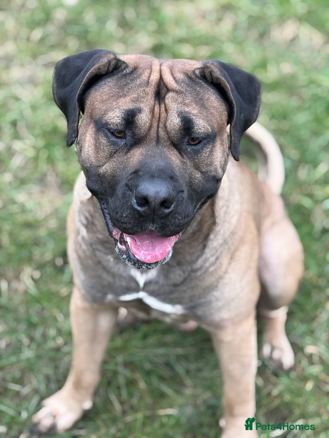 Presa Canario dogs for stud: beautiful presa canario for stud  - Image 3