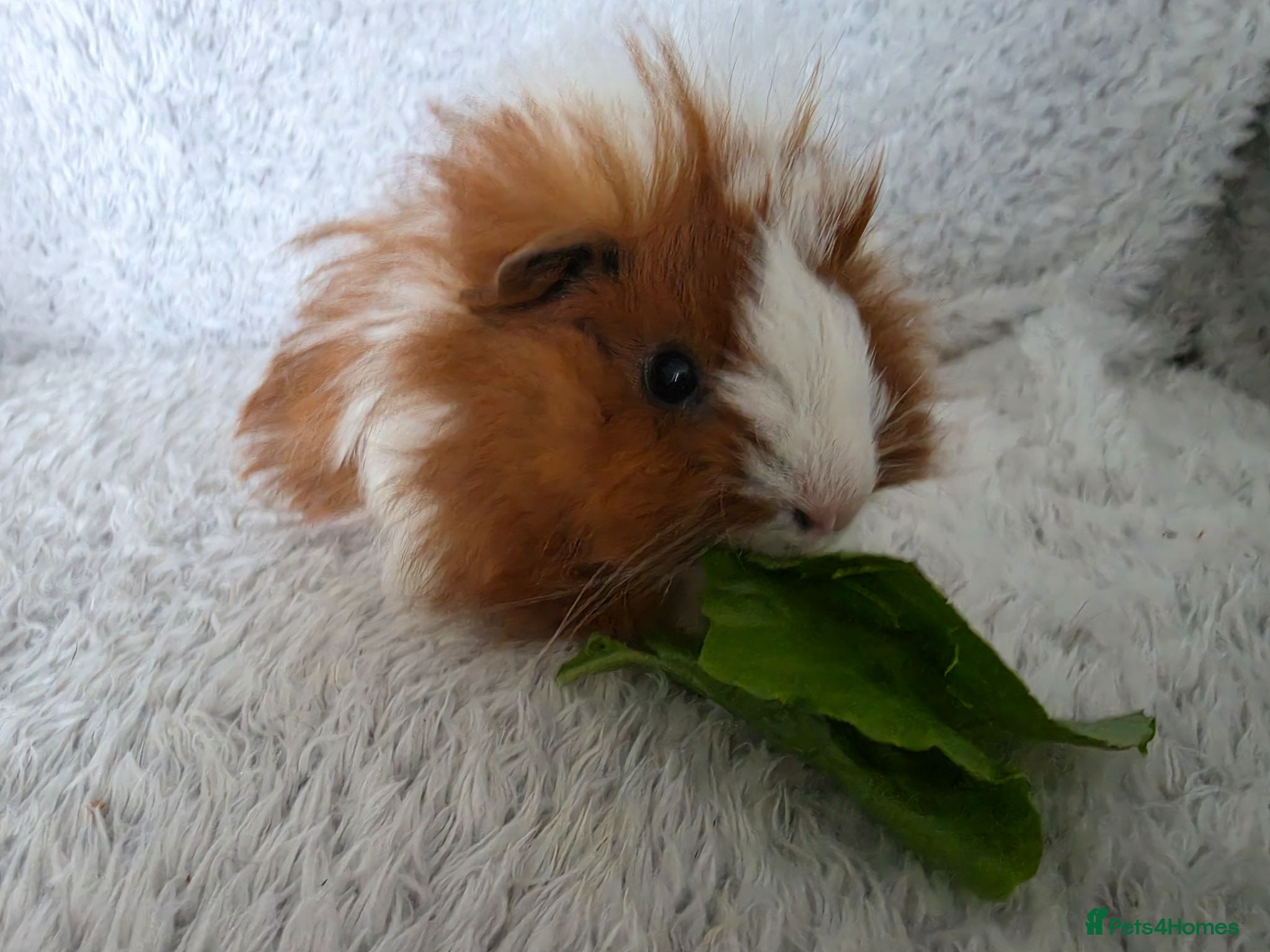 Guinea Pig rodents Boys rt1 19th july - Advert 18