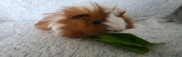 Guinea Pig rodents for sale: Boys rt1 19th july - Advert 1