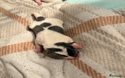 Jack Russell dogs for sale: White,blue,red tri jack Russell pups  - Advert 14