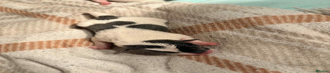 Jack Russell Puppy 3