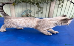 Bengal cats for sale: Breathtaking rare snow leopard  - Advert 5