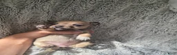 Mixed Breed dogs for sale: Jackawawas  in Bristol - Advert 9