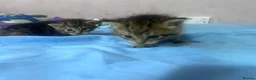 Mixed Breed cats for sale: 10 playful kittens boys and girls available - Advert 11