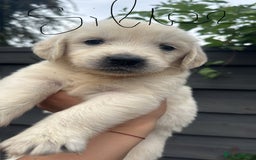 Golden Retriever dogs for sale: Golden puppies  - Image 20