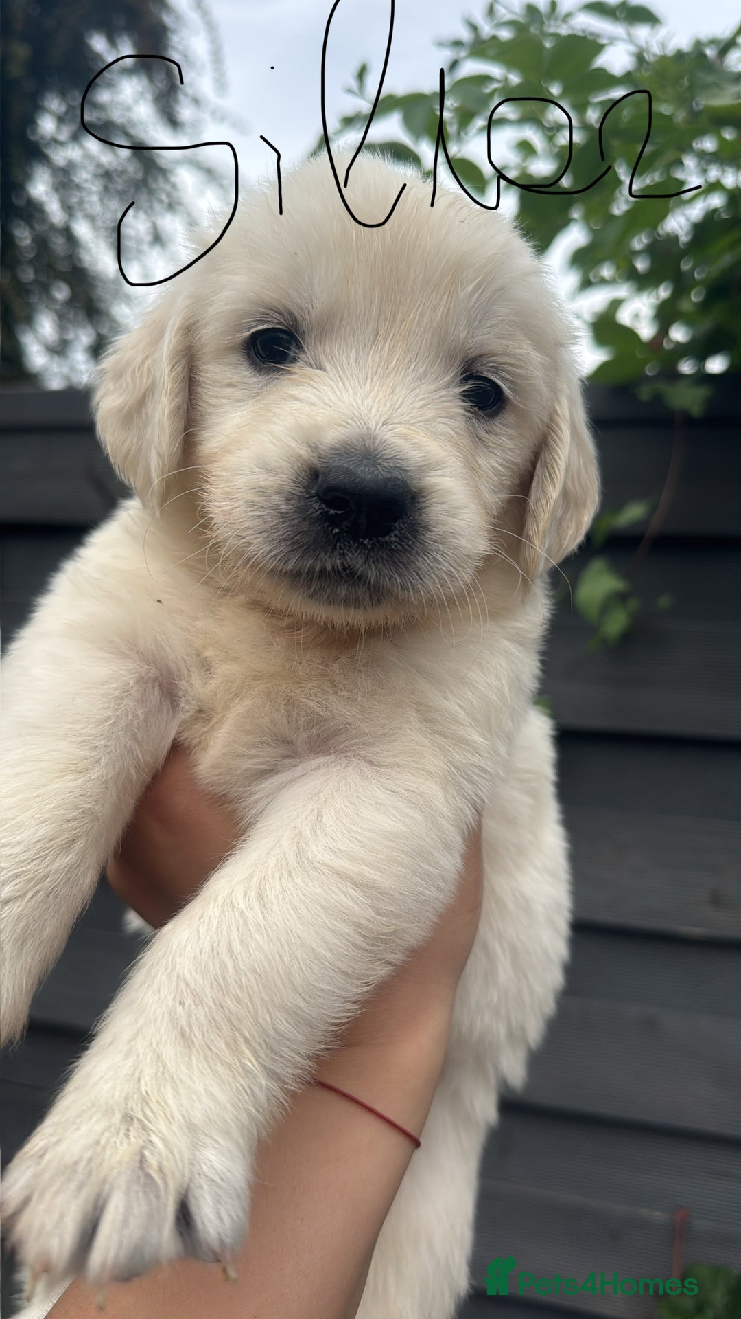 Golden Retriever dogs for sale: Golden puppies  - Image 20