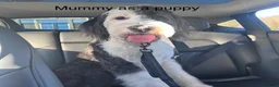 Sheepadoodle dogs for sale: Stunning Sheepadoodle puppies  in Stourbridge - Advert 3