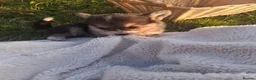 Welsh Corgi Pembroke dogs for sale: 2 Tri Pembrokeshire corgi pups look for homes - Advert 6
