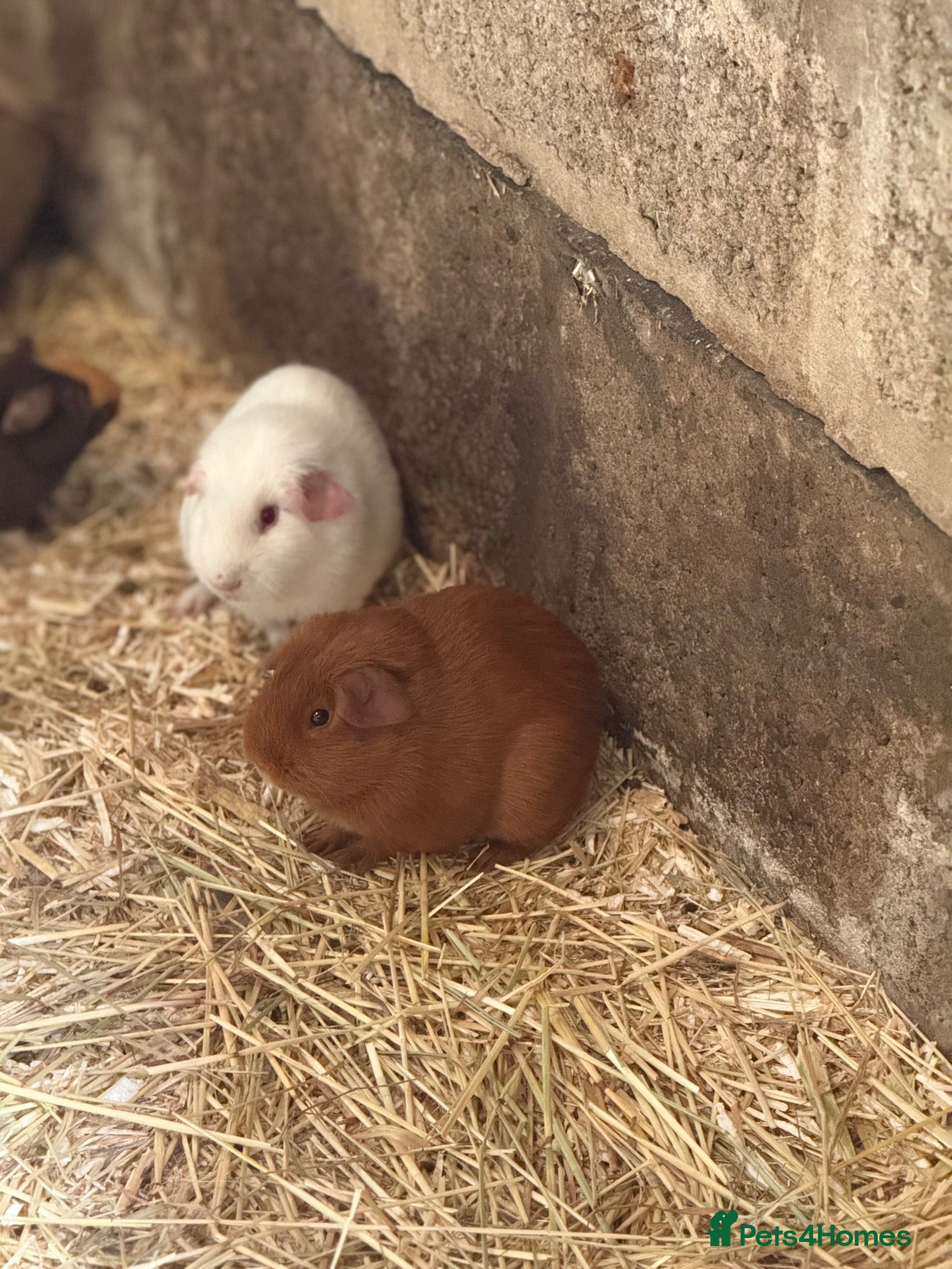 Guinea Pig rodents 4 boar guinea pigs  - Advert 2