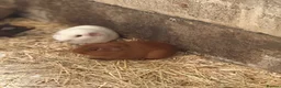 Guinea Pig rodents for sale: 4 boar guinea pigs  - Advert 2