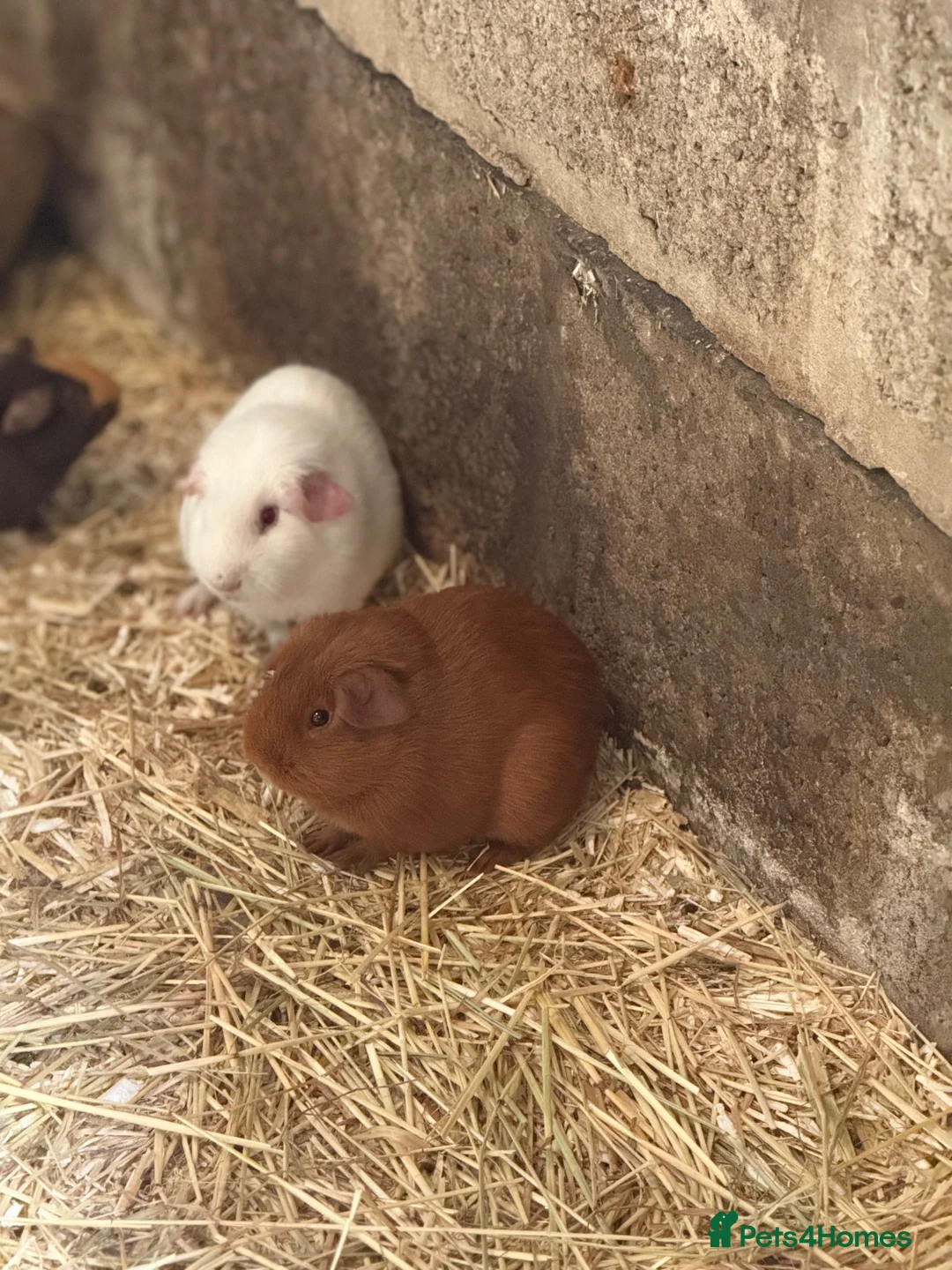 Guinea Pig rodents for sale: 4 boar guinea pigs  - Advert 2