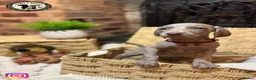 Weimaraner dogs for sale: 🐾KC Registered Blue & Silver Weimaraner Puppies🐾 - Advert 19