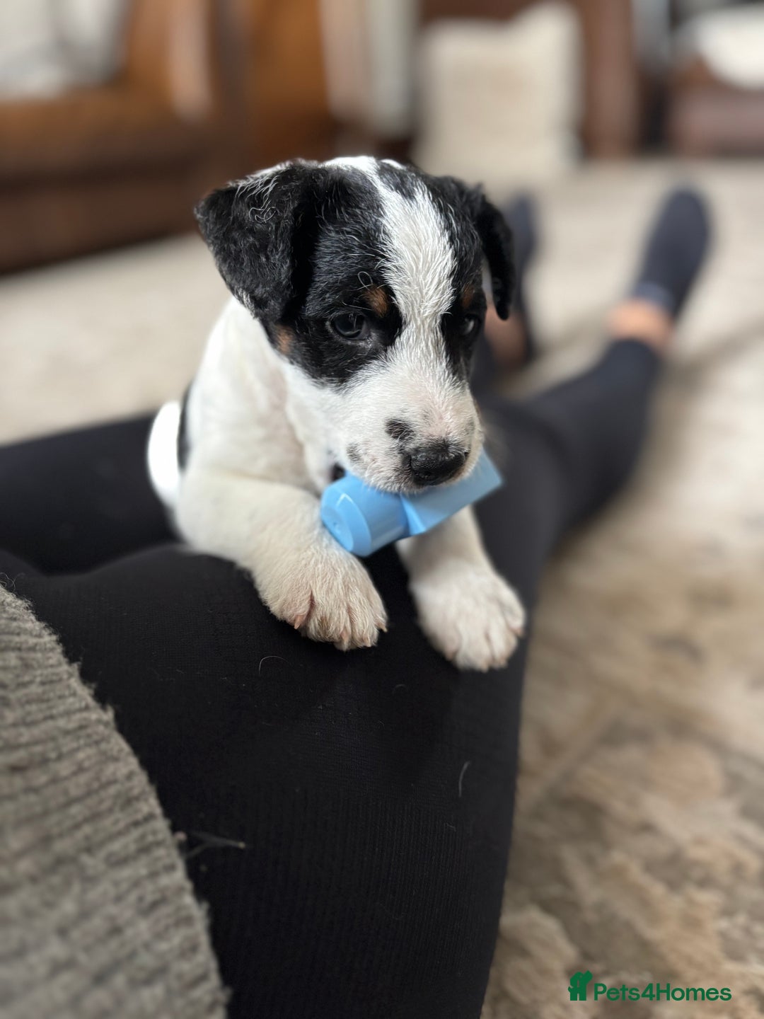 Parson Russell dogs for sale: Male Parson Russell  - Image 2