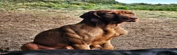 Hungarian Vizsla dogs for sale: Hungarian Wirehaired Vizsla in Falkirk - Advert 6
