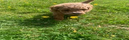 Toy Poodle dogs for sale: TOY POODLE PUPPIES  in Omagh - Advert 6