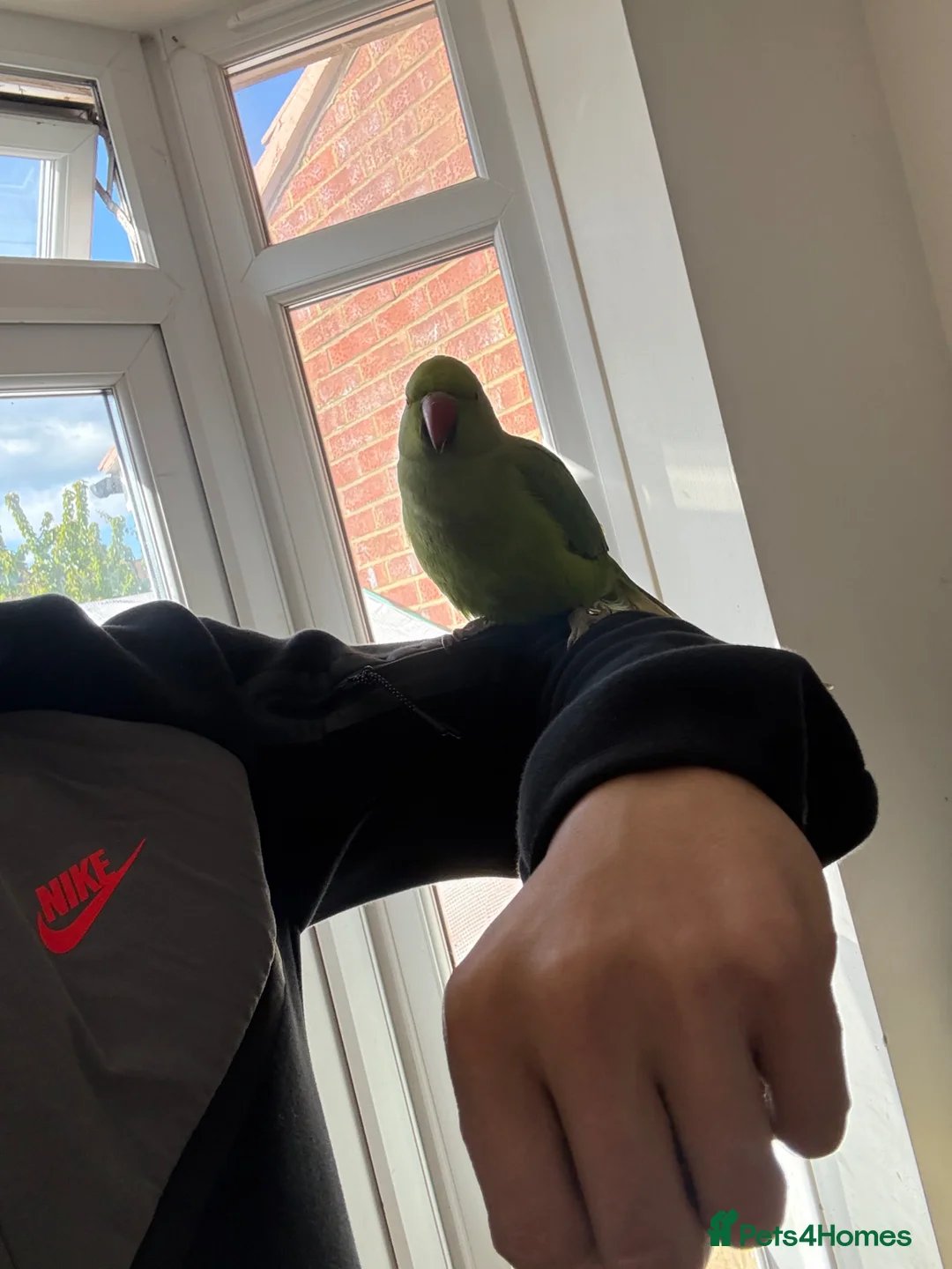 Ringnecks birds for sale: Indian Ringneck’s for sale  - Advert 2