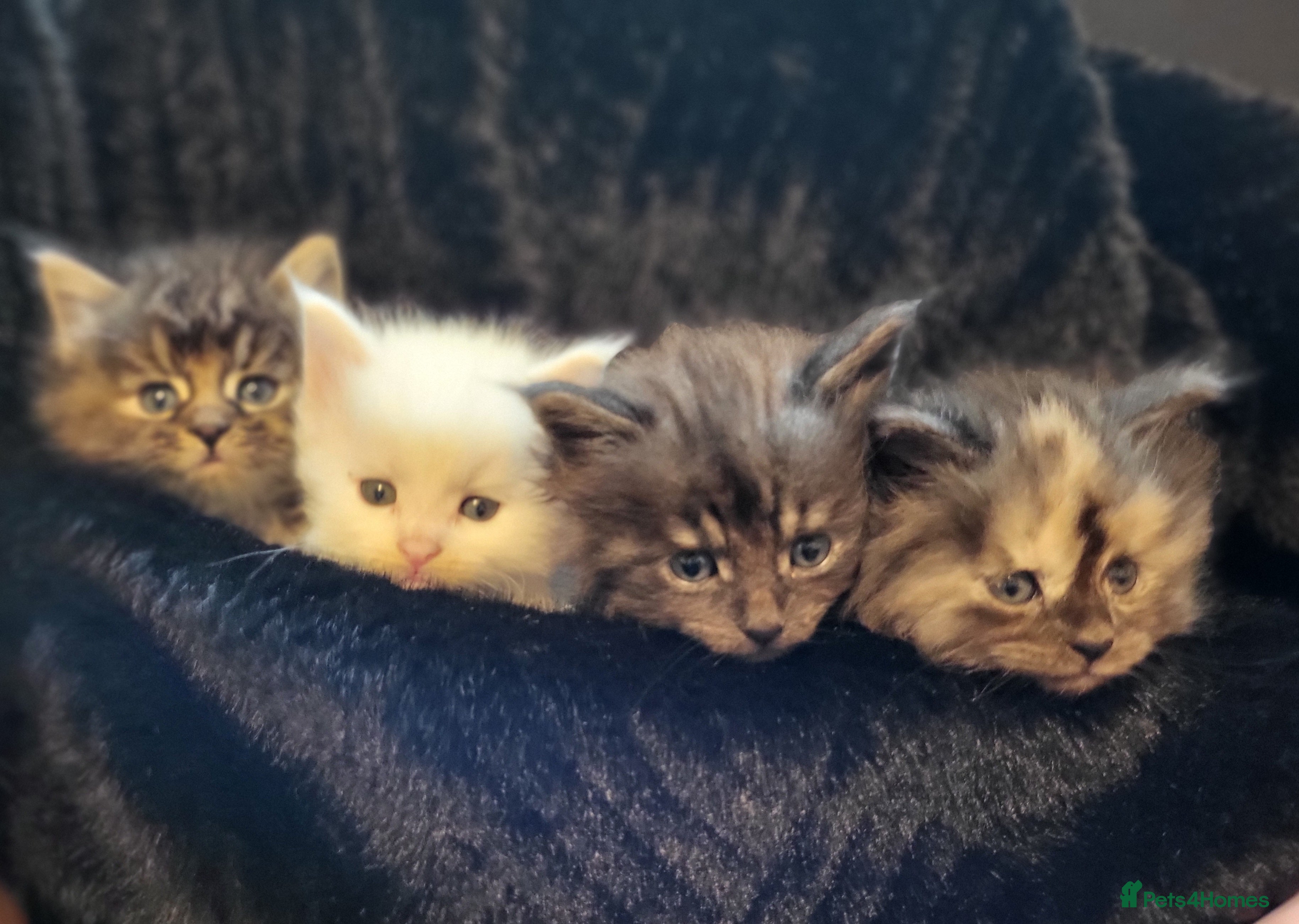 Maine Coon cats Maine Coon X kittens - Advert 9