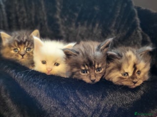 Maine Coon cats Maine Coon X kittens - Advert 9