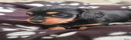 Miniature Dachshund dogs for sale: Last beautiful long haired fur baby - Advert 3