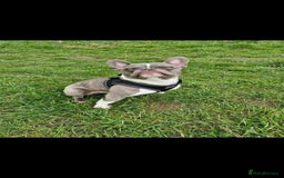 French Bulldog dogs for sale: 🐾 Loving Dog Looking for His Forever Home 🐾 - Image 1
