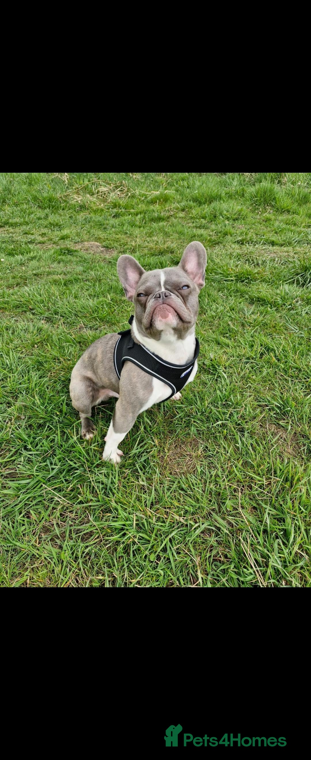 French Bulldog dogs for sale: 🐾 Loving Dog Looking for His Forever Home 🐾 - Image 1