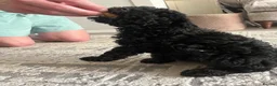 Toy Poodle dogs for sale: Beautiful black toy poodle puppy - Advert 8