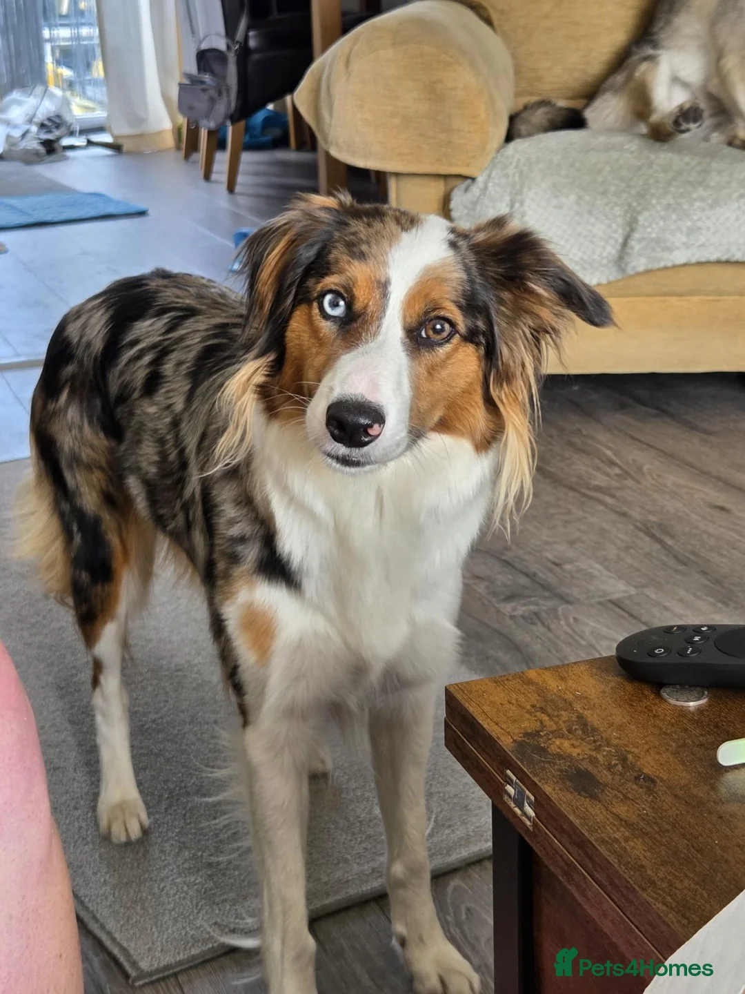 Border Collie dogs for stud: Looking for Stud - Advert 2