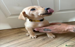 Labrador Retriever dogs for sale: Female Yellow Labrador Puppy  - Image 5