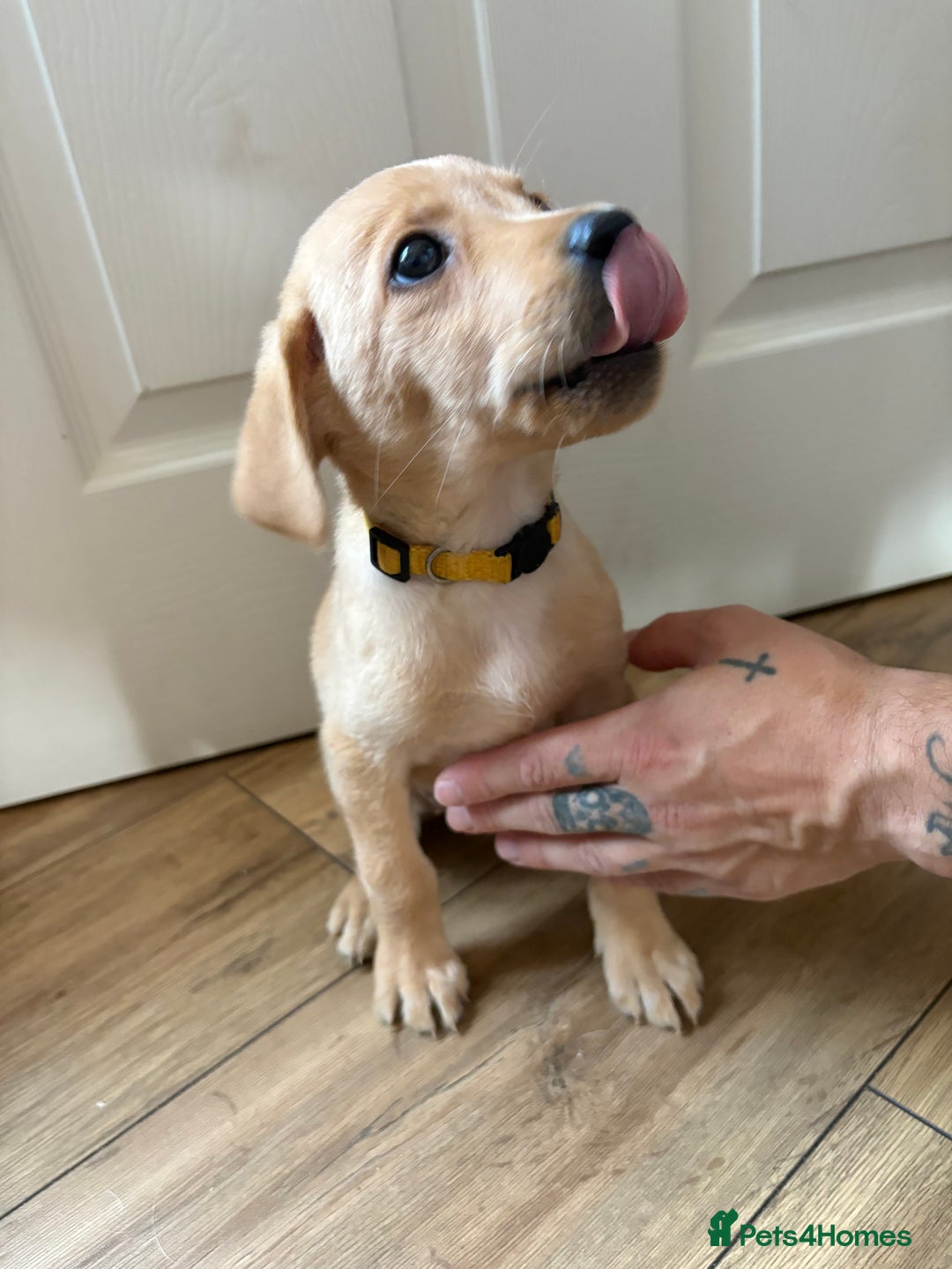 Labrador Retriever dogs for sale: Female Yellow Labrador Puppy  - Image 5