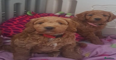 Cockapoo dogs - Advert 9