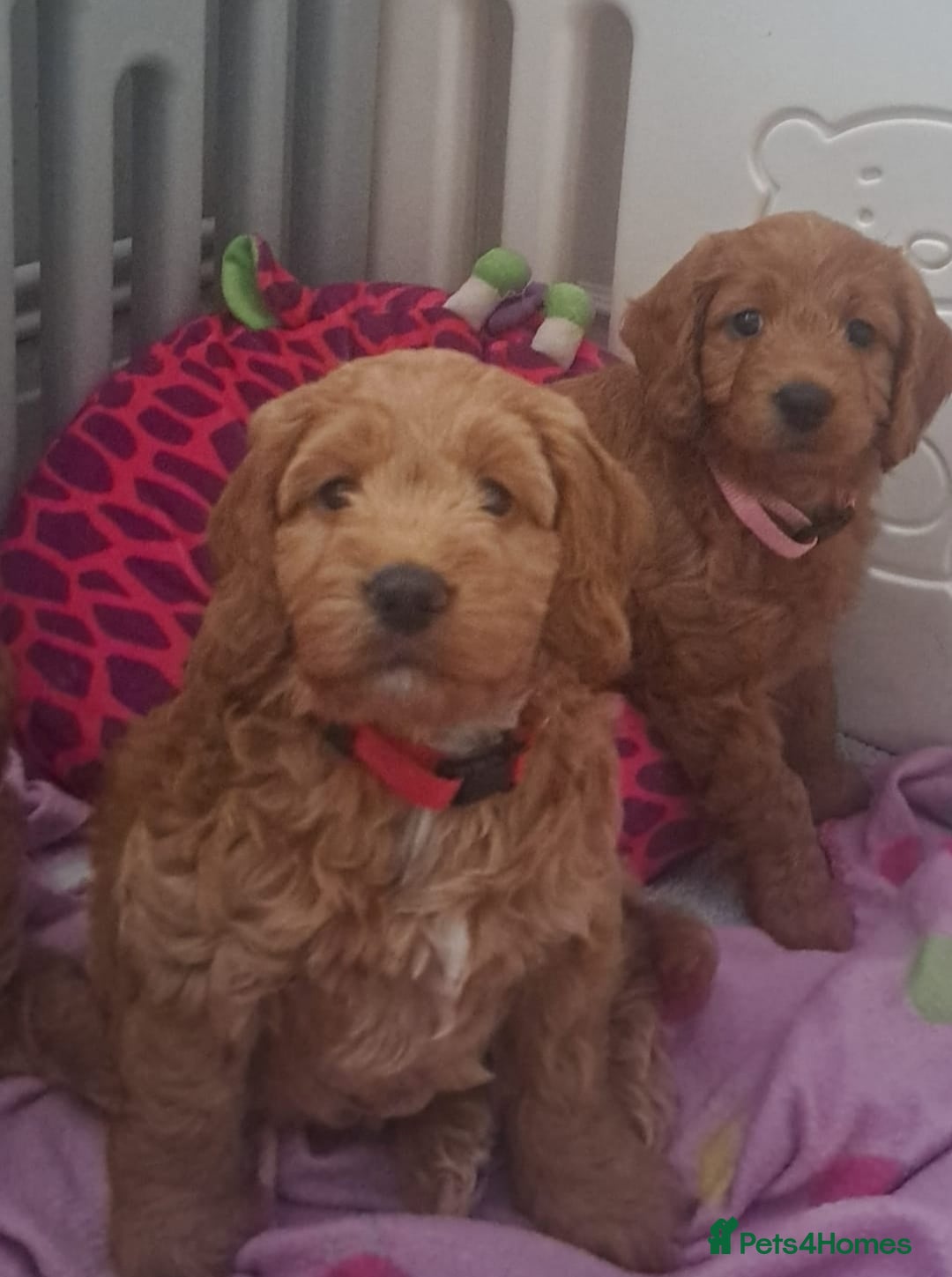 Cockapoo dogs for sale: Gorgeous Red, Golden & Apricot F1 Cockapoos - Image 3
