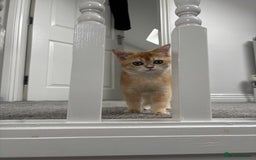 Scottish Fold cats for sale: Scottish fold kitten  - Image 3