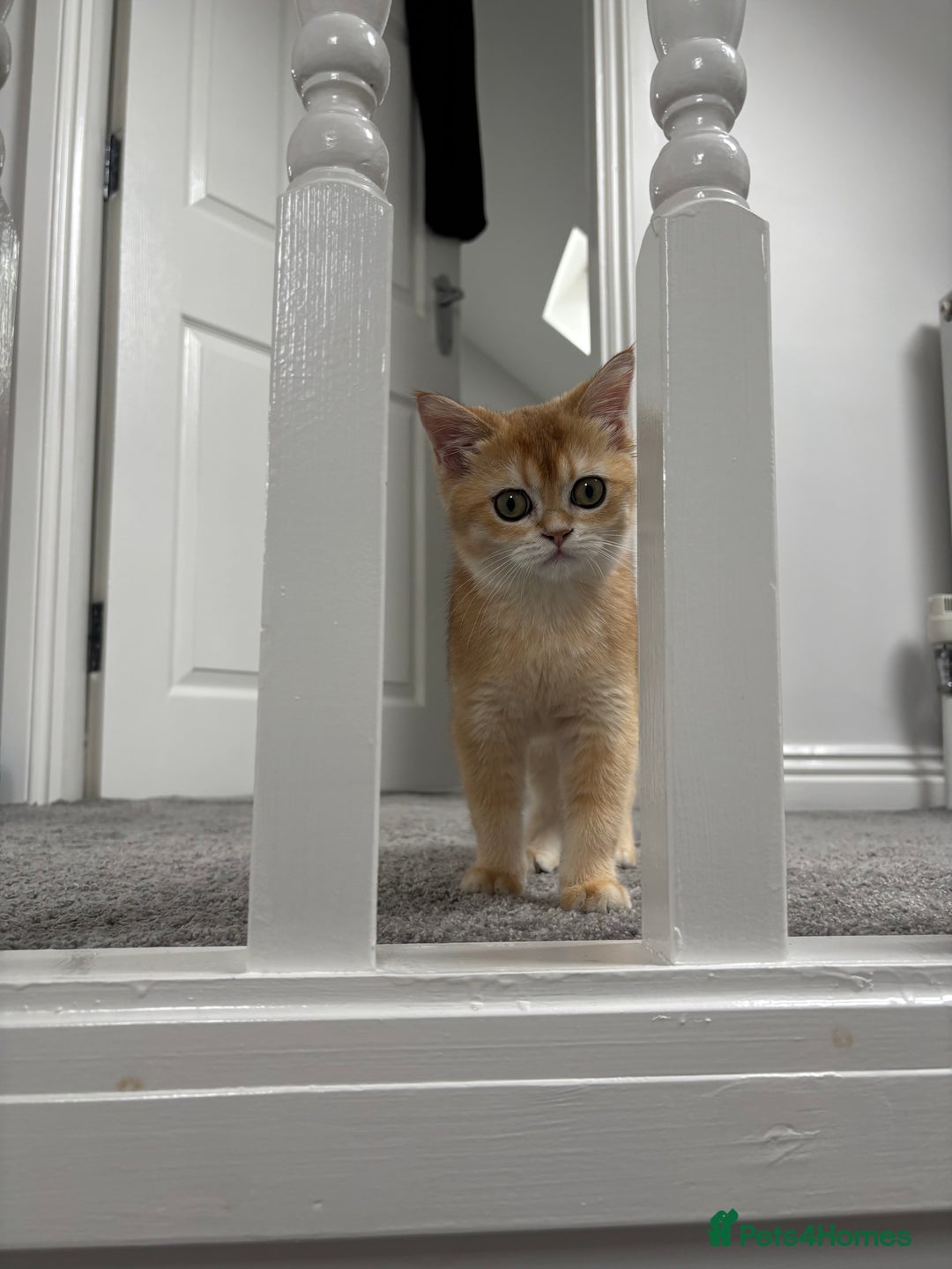 Scottish Fold cats for sale: Scottish fold kitten  - Image 3