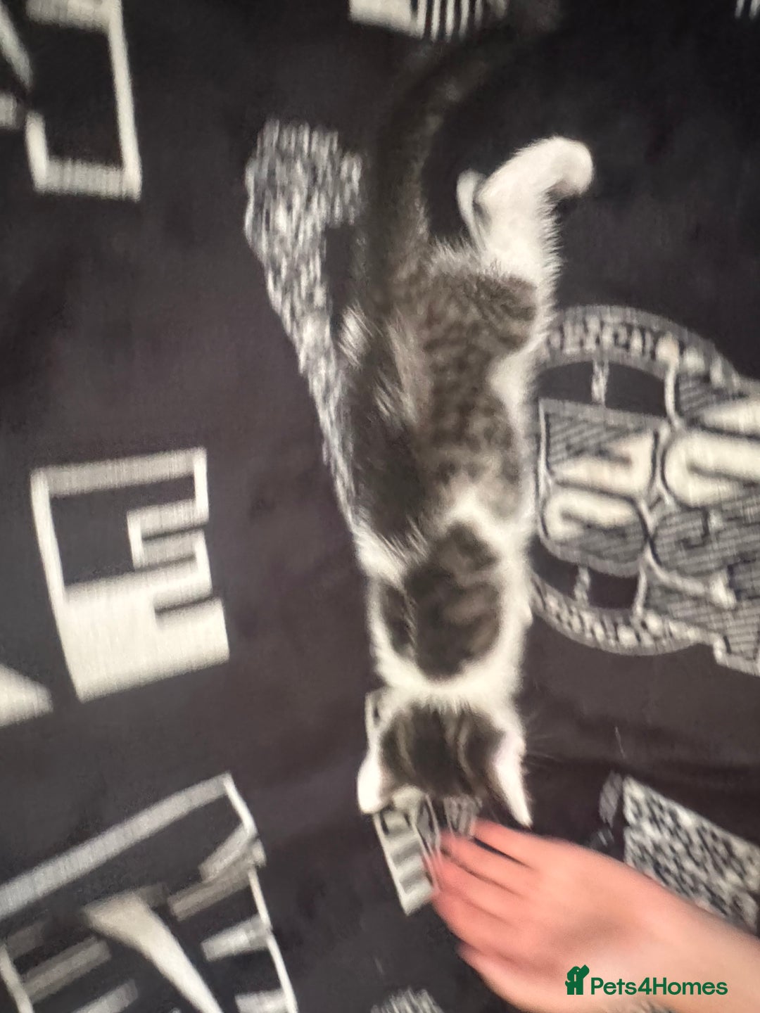 Mixed Breed cats for sale: Tabby/calico  - Image 17