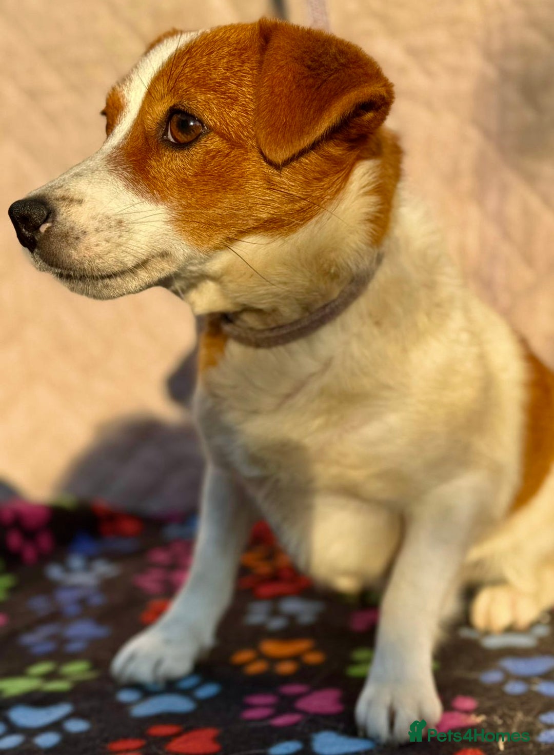 Jack Russell dogs for adoption: Jackie’s Story: From Fear to Love - Image 3