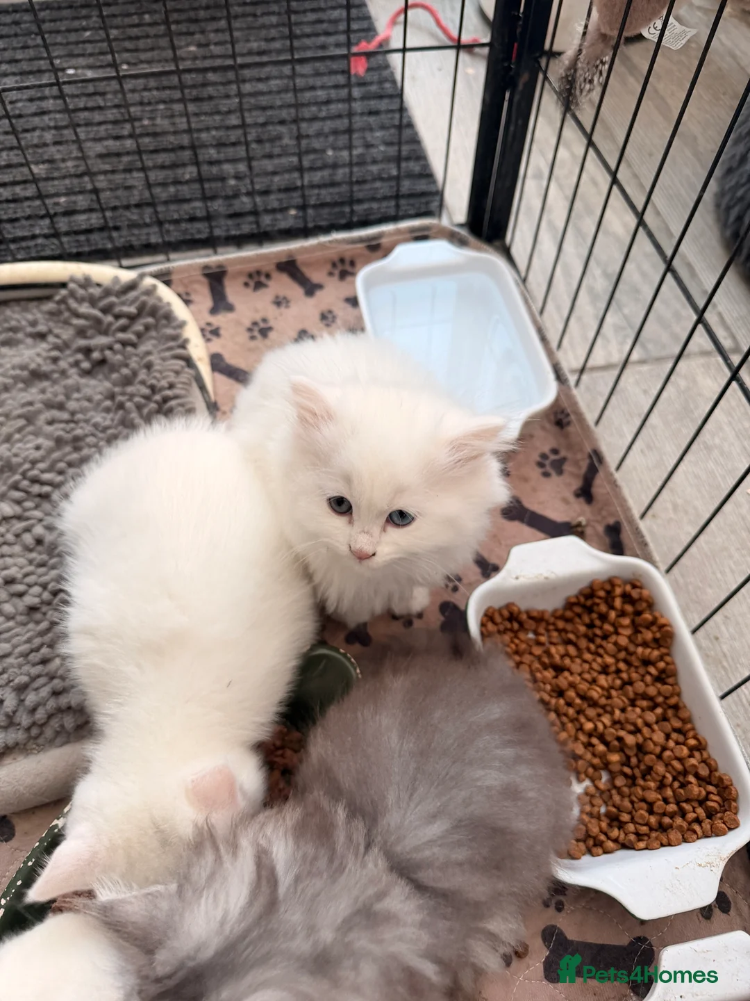 Persian cats for sale: Ready soon, 5 persian X kittens - Advert 3