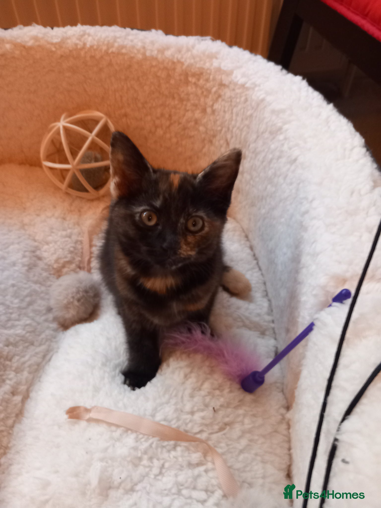 Mixed Breed cats Goldie and Meg have had their gorgeous kittens - Advert 2