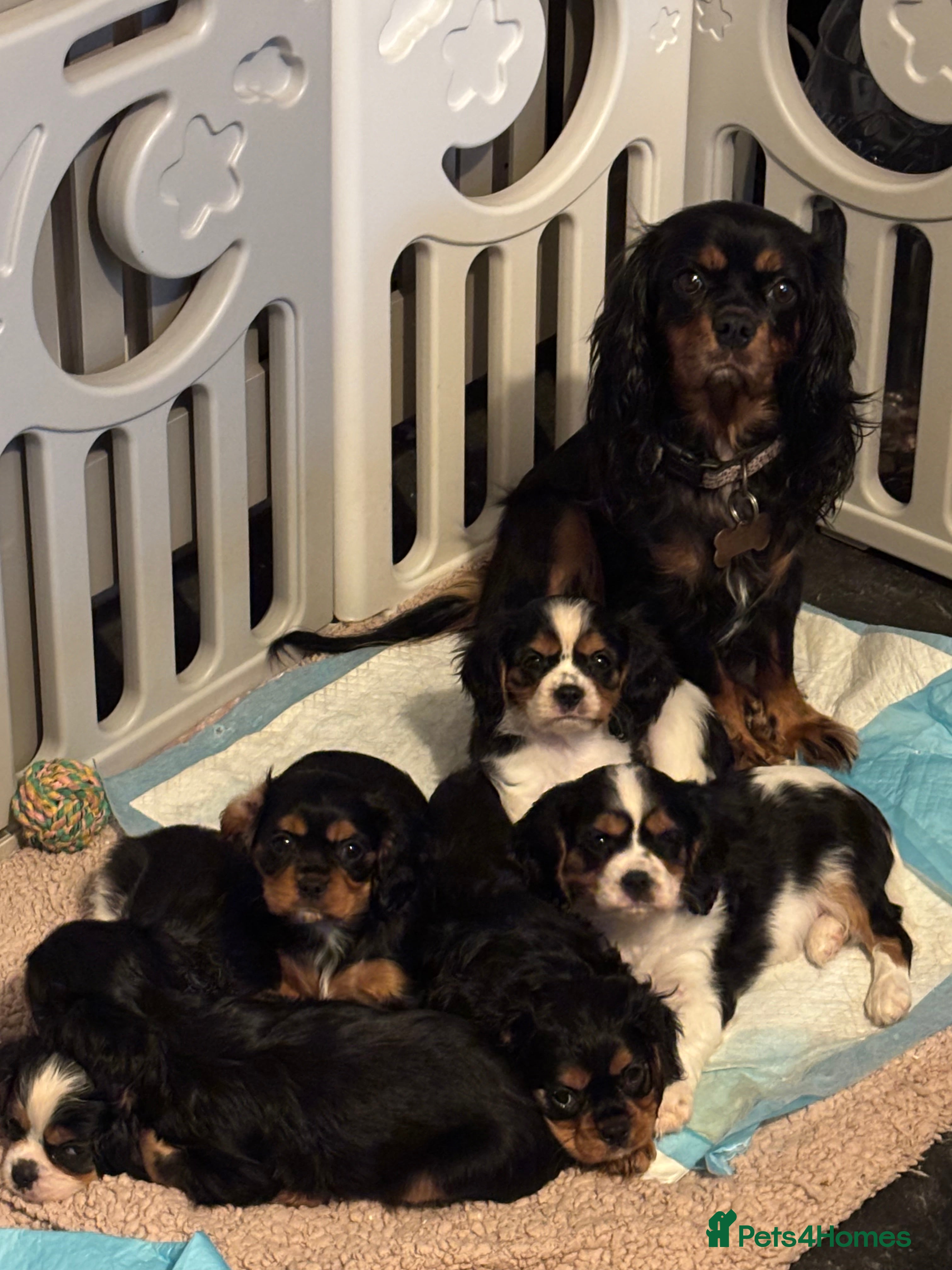 Cavalier King Charles Spaniel dogs Cavalier King Charles spaniel puppies  - Advert 1