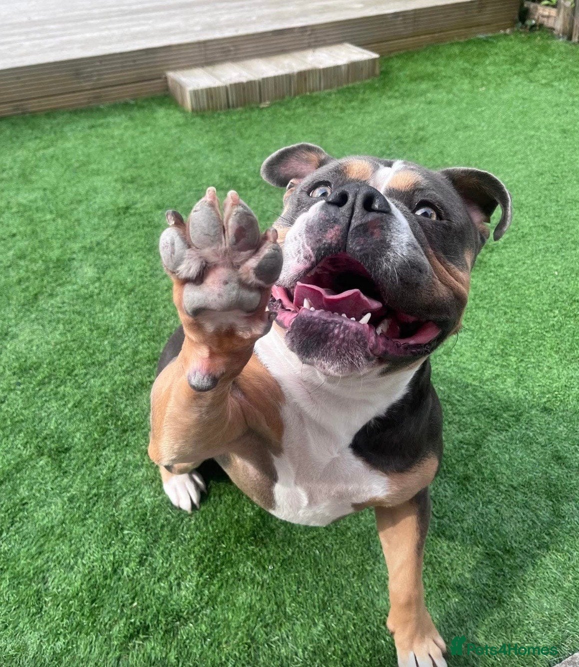 Olde English Bulldogge dogs Barney - Advert 1