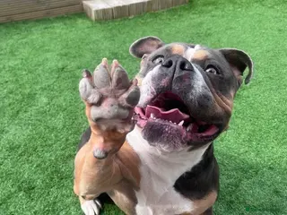 Olde English Bulldogge dogs Barney - Advert 1
