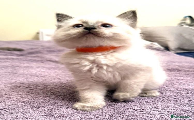 Ragdoll cats - Advert 2