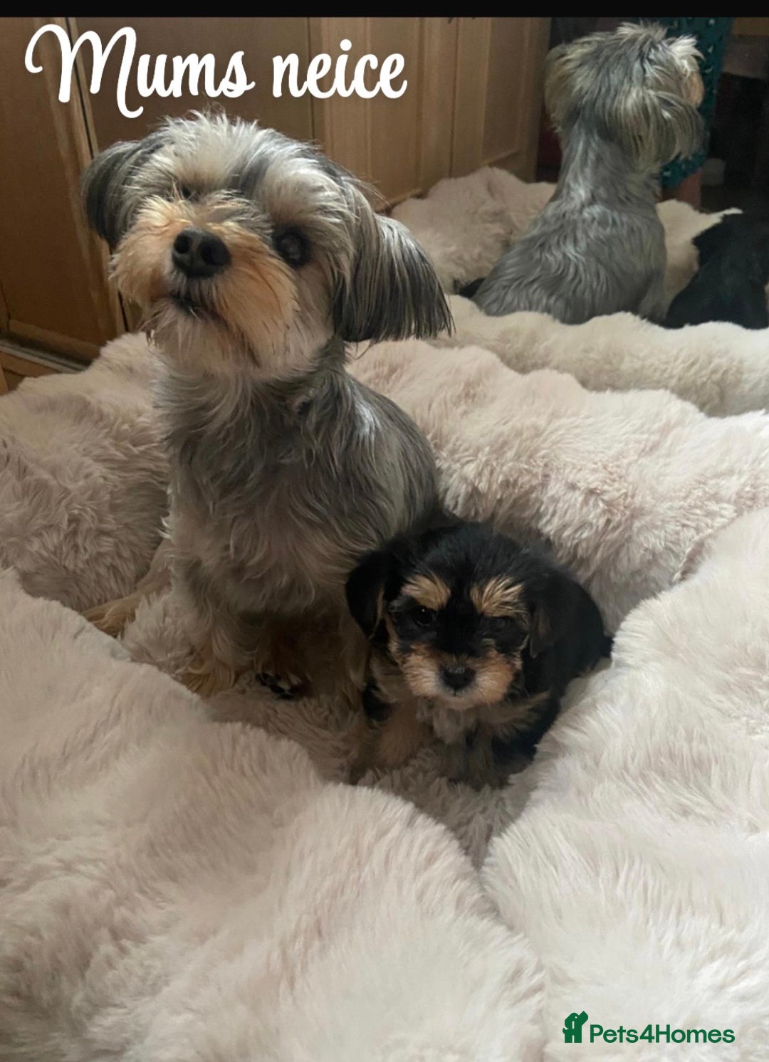 Mixed Breed dogs for sale:  Yorkshire terrier/ lhaso Apso hybrid pups - Advert 9