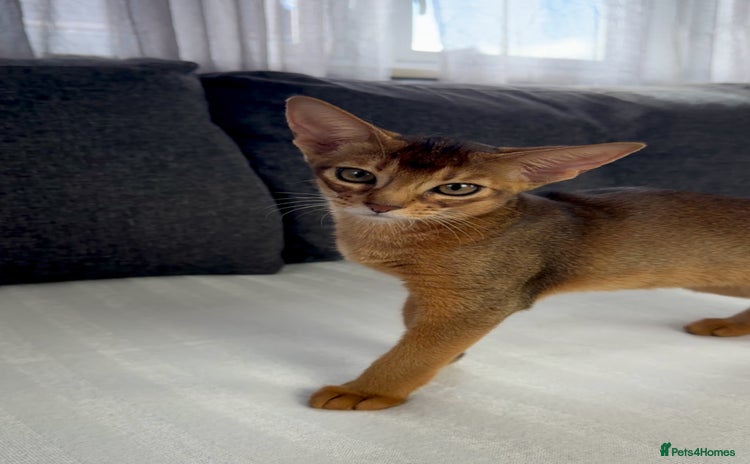 Abyssinian cats - Advert 2